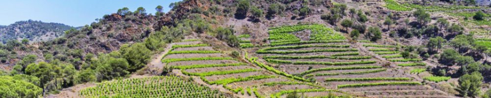 Visita al viñedo, a la Bodega y Cata de 2 vinos.